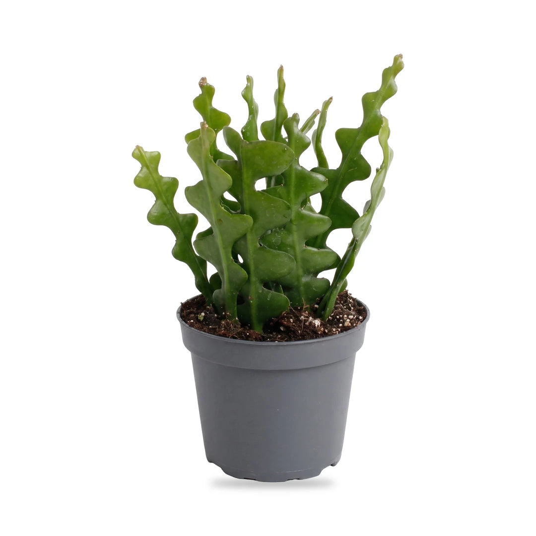 Fischgrätenkaktus (Epiphyllum anguliger) im grauen Anzuchttopf Ø 6 cm im Lieferzustand