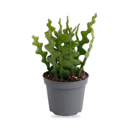 Fischgrätenkaktus (Epiphyllum anguliger) im grauen Anzuchttopf Ø 6 cm im Lieferzustand