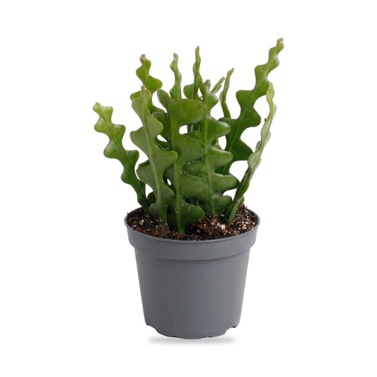 Fischgrätenkaktus (Epiphyllum anguliger) im grauen Anzuchttopf Ø 6 cm im Lieferzustand