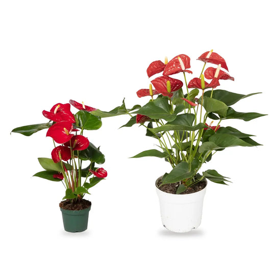 Flamingoblume im Lieferzustand: 40 cm im Ø-12-cm-Topf und 55 cm im Ø-17-cm-Topf
