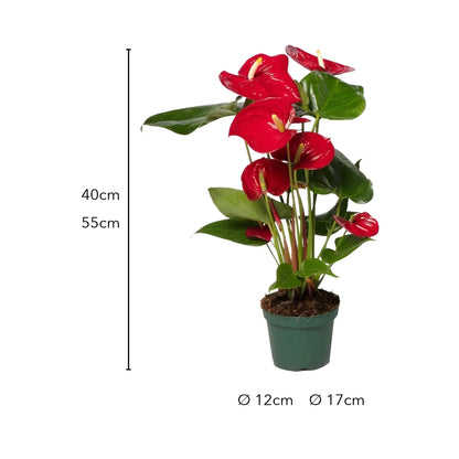 Größe Flamingoblume: 40 oder 55 cm, Topf Ø 12 oder Ø 17 cm