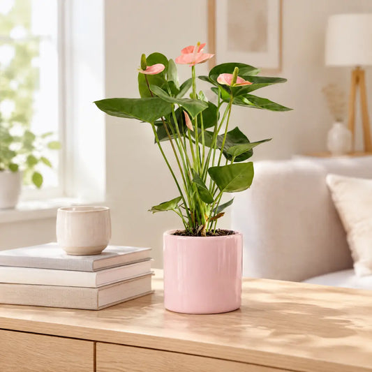 Rosa Anthurie im glänzenden rosa Keramiktopf auf einem hellen Sideboard im Wohnzimmer