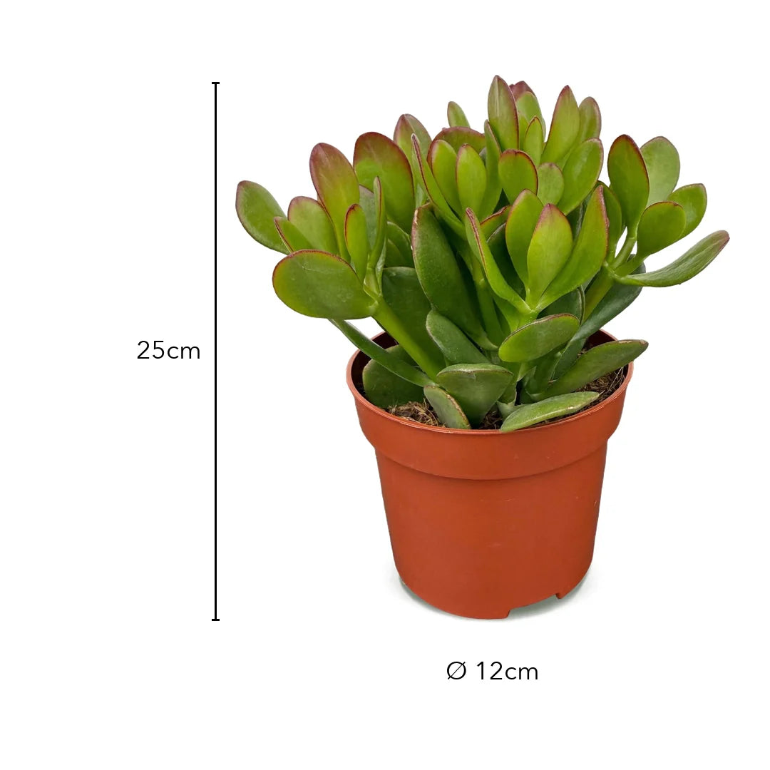 Größe Geldbaum: 25 cm mit Topf, Topf Ø 12 cm