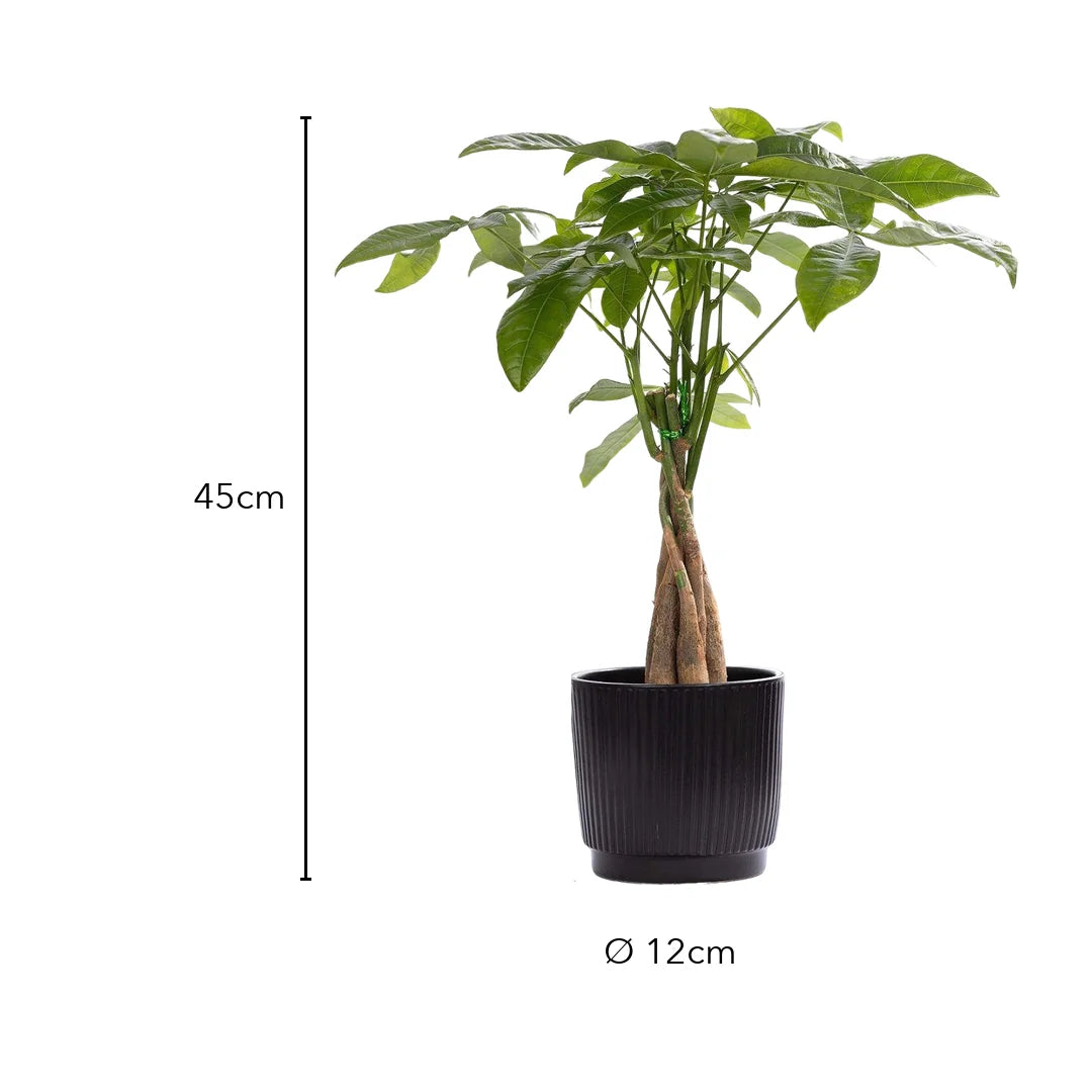 Größe der Glückskastanie: ca. 45 cm hoch, Topf Ø 12 cm
