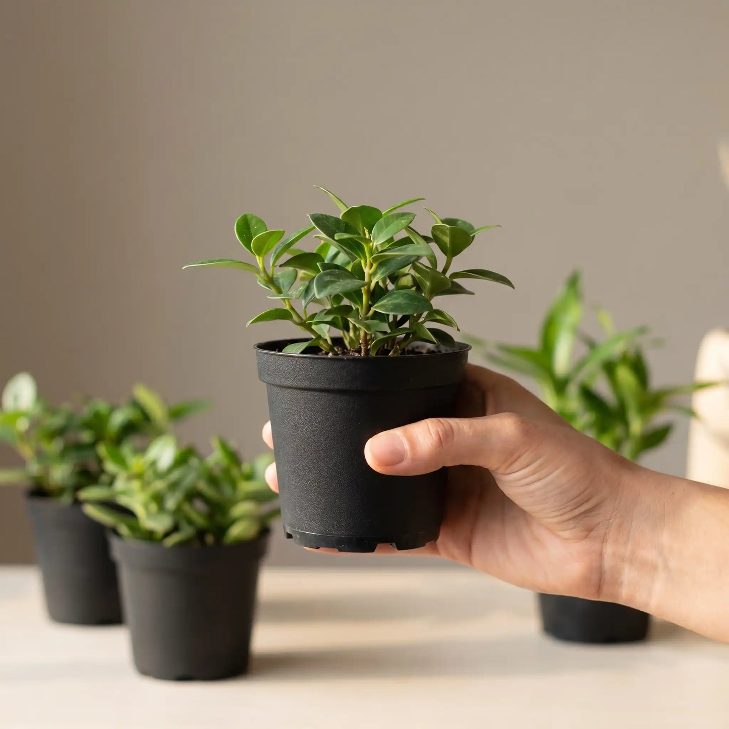 Hand hält eine kleine grüne Zimmerpflanze im 8,5-cm-Anzuchttopf