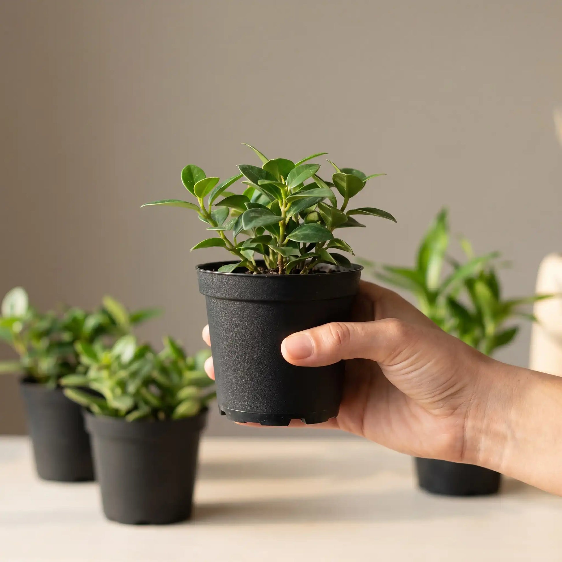 Hand hält eine kleine grüne Zimmerpflanze im 8,5-cm-Anzuchttopf