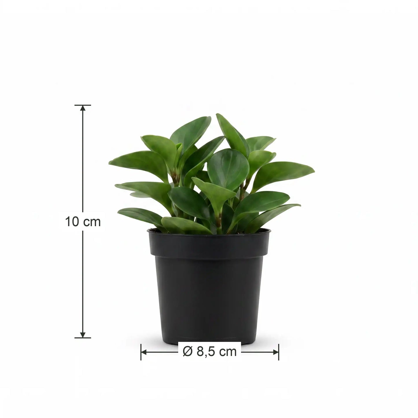 Größenangabe der Grünpflanzen: Höhe 10 cm, Topfdurchmesser 8,5 cm