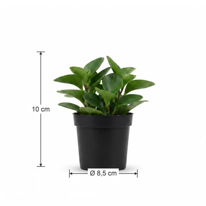 Größenangabe der Grünpflanzen: Höhe 10 cm, Topfdurchmesser 8,5 cm