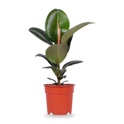 Gummibaum (Ficus elastica 'Robusta') im roten Anzuchttopf Ø 17 cm, Lieferzustand auf weißem Hintergrund