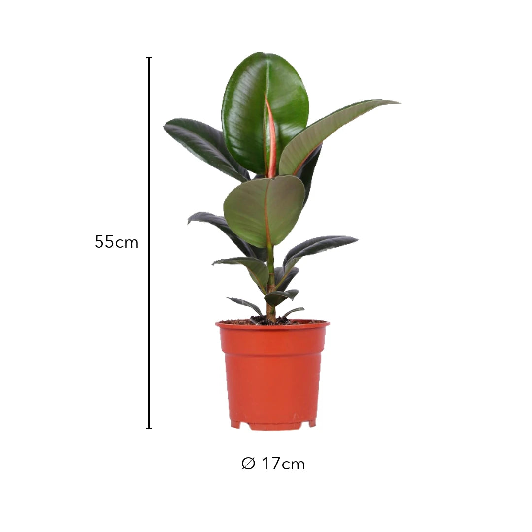 Größe Gummibaum (Ficus elastica 'Robusta'): Höhe 55 cm, Topf Ø 17 cm