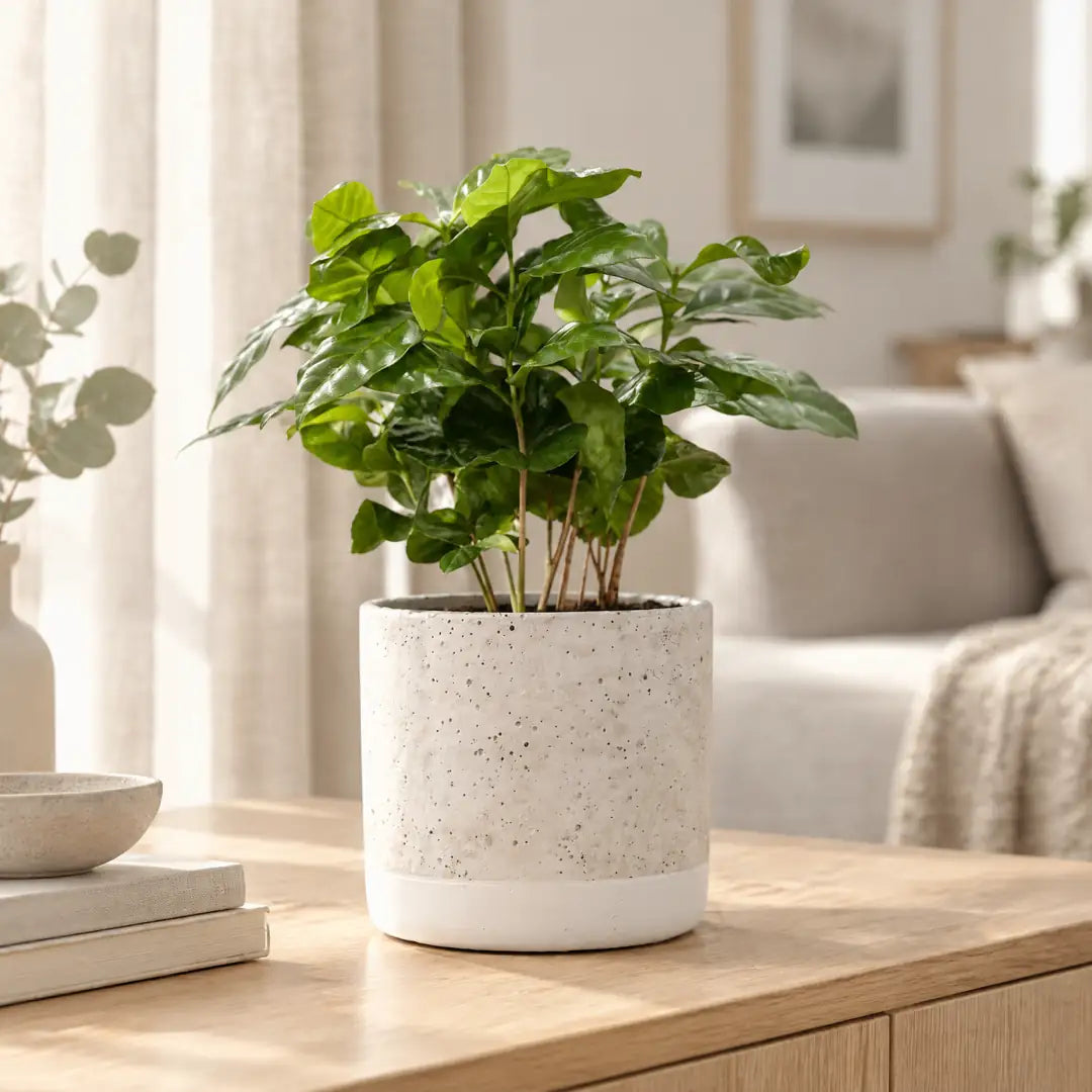 Kaffeepflanze Coffea arabica im hellen Keramik-Übertopf auf einem Sideboard im Wohnzimmer