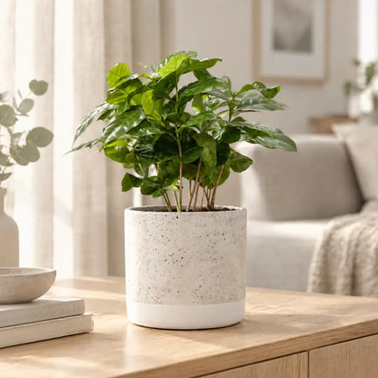 Kaffeepflanze Coffea arabica im hellen Keramik-Übertopf auf einem Sideboard im Wohnzimmer