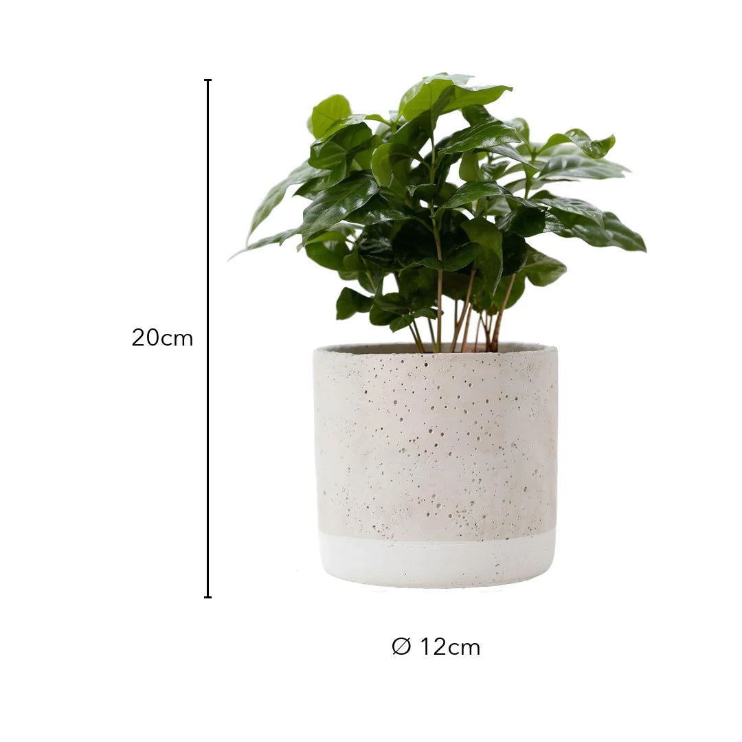 Größe Kaffeepflanze: 20 cm, Topf Ø 12 cm