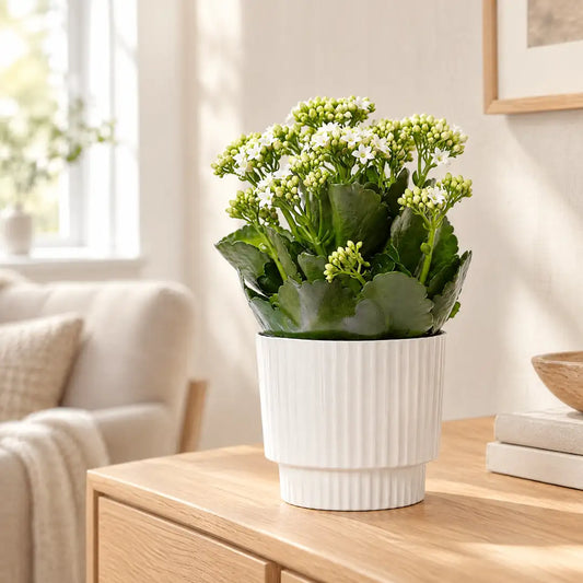 Kalanchoe mit weißen Blüten und Knospen im weißen, gerillten Keramik-Übertopf auf einem hellen Holz-Sideboard