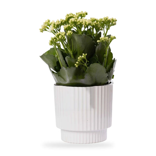 Kalanchoe Weiß im weißen Keramik-Übertopf Ivy im Lieferzustand mit Knospen vor weißem Hintergrund