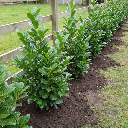 Reihe frisch gepflanzter Kirschlorbeer-Rotundifolia-Pflanzen entlang eines Zauns, die zur durchgehenden Hecke zusammenwächst