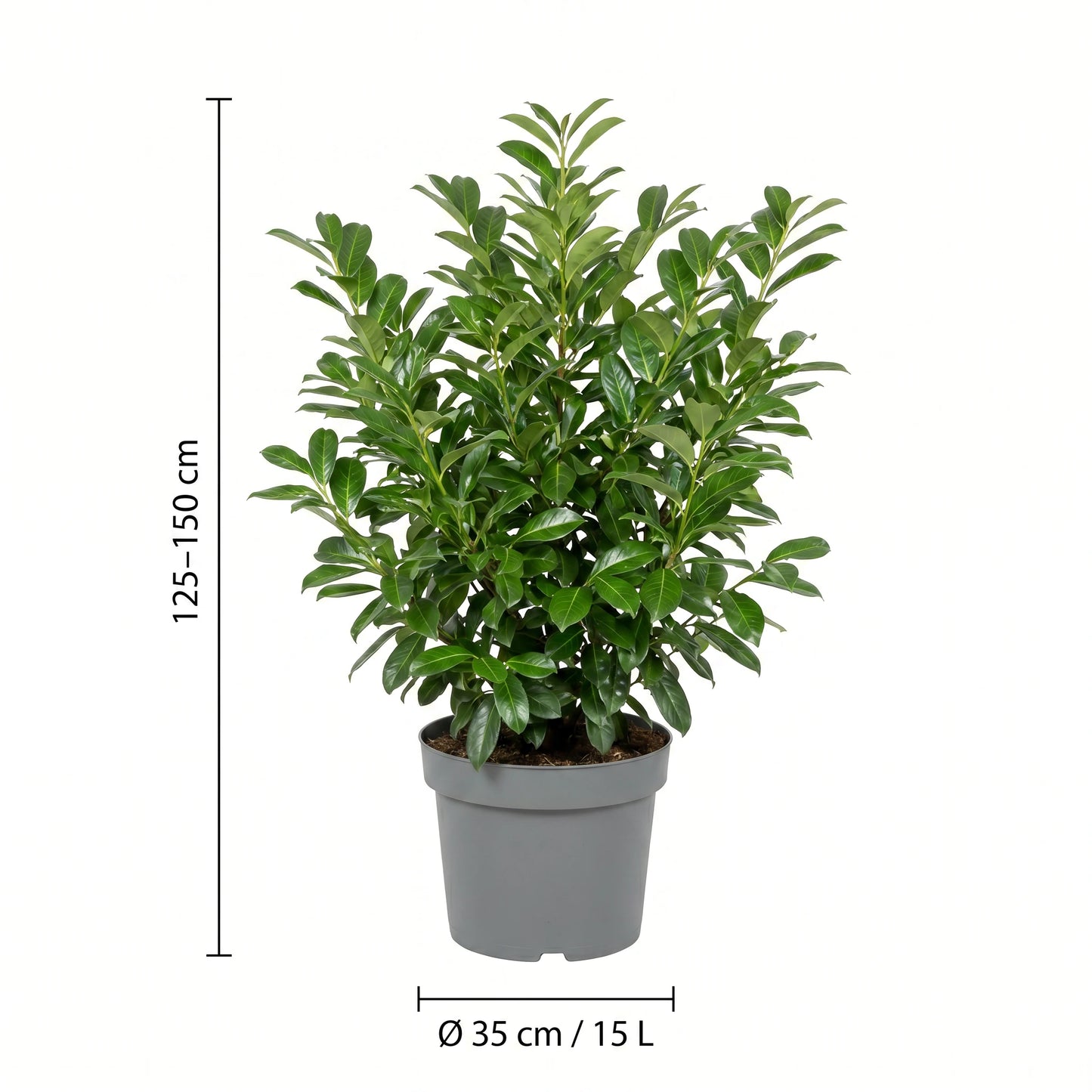 Kirschlorbeer Rotundifolia im 15-Liter-Topf mit Maßangaben: Pflanzenhöhe 125–150 cm, Topf Ø 35 cm