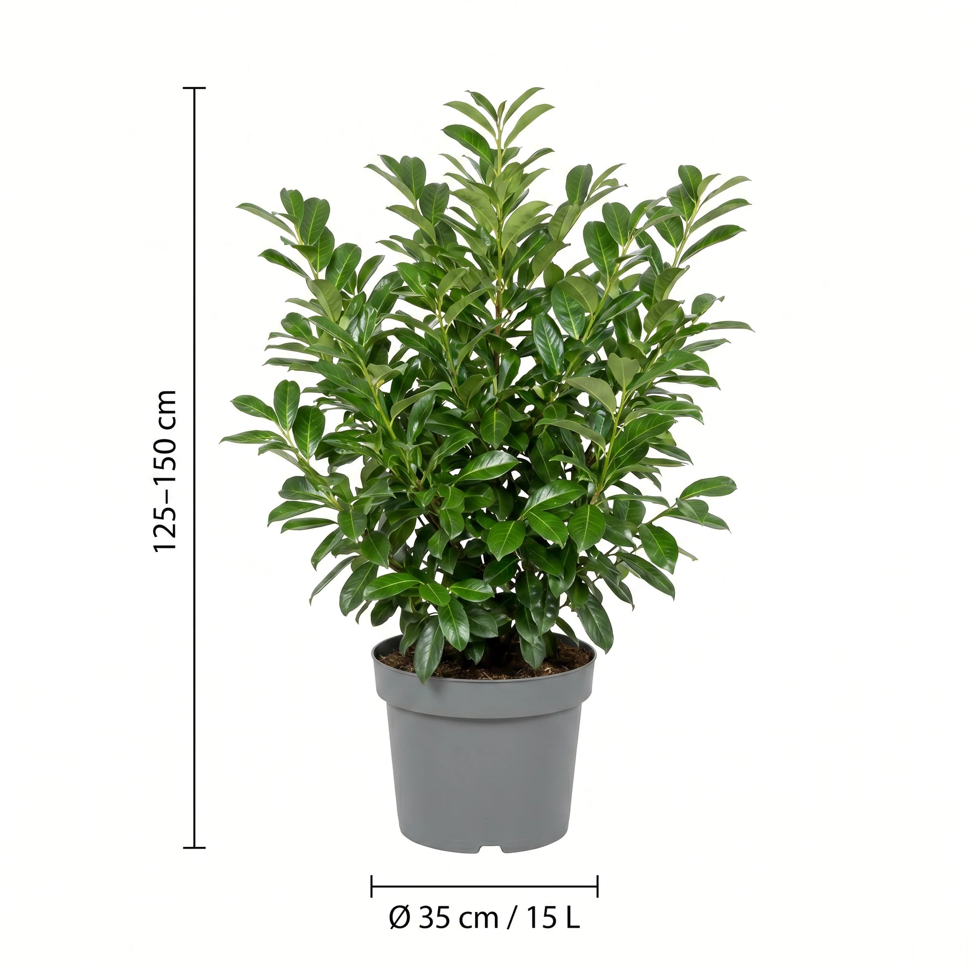 Kirschlorbeer Rotundifolia im 15-Liter-Topf mit Maßangaben: Pflanzenhöhe 125–150 cm, Topf Ø 35 cm