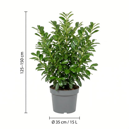 Kirschlorbeer Rotundifolia im 15-Liter-Topf mit Maßangaben: Pflanzenhöhe 125–150 cm, Topf Ø 35 cm