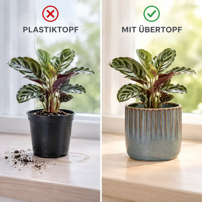 Vergleich: Calathea im Plastiktopf und im blauen Keramik-Übertopf