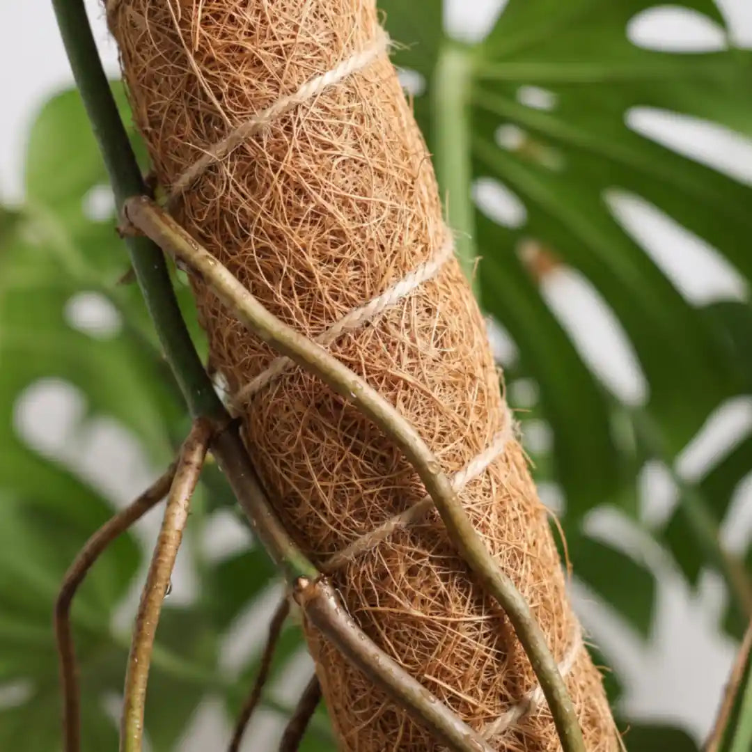 Monstera Luftwurzeln liegen am Kokosmantel an und sind eingewachsen