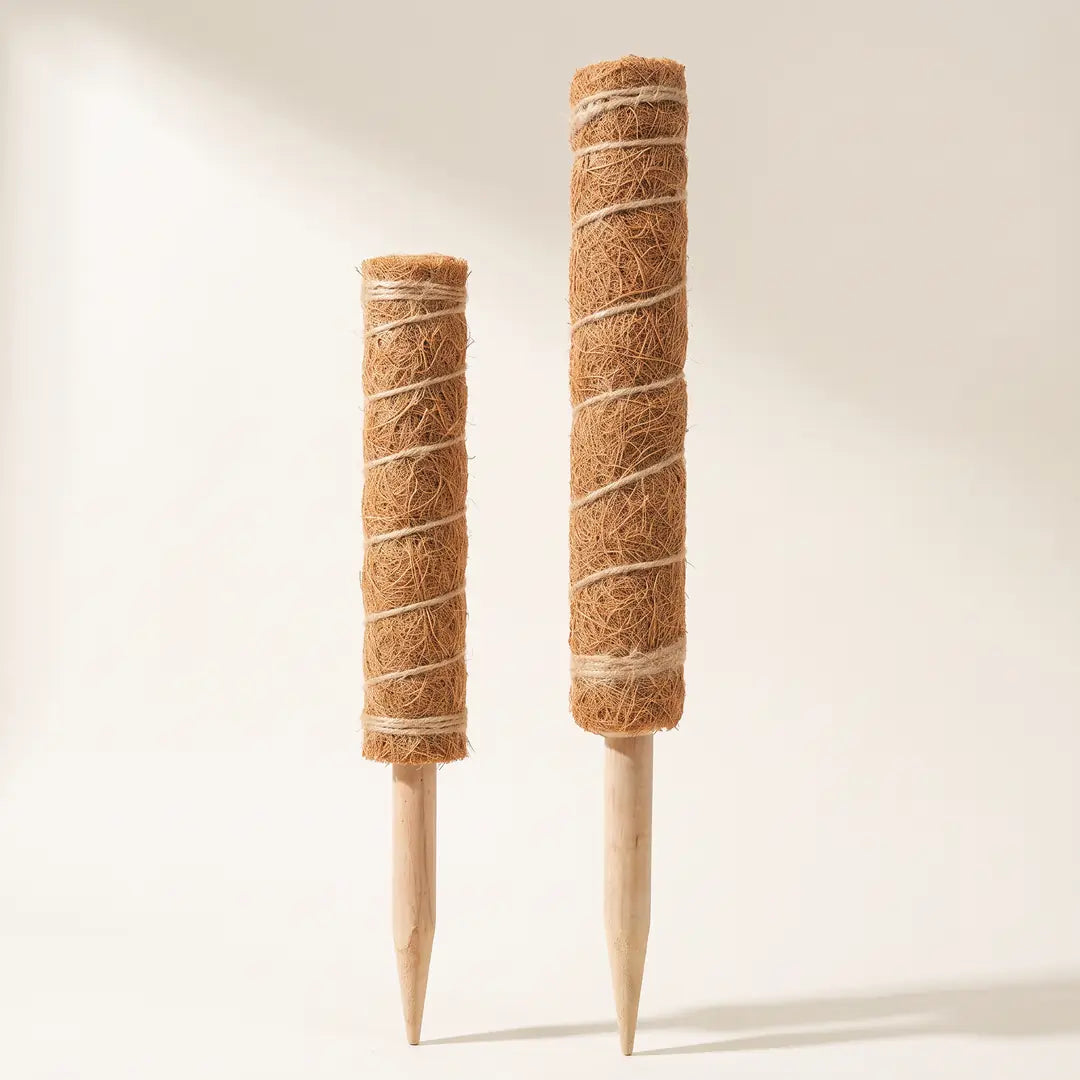 Kokosstab in 30 cm und 40 cm nebeneinander, Moosstab aus Kokosfaser mit angespitztem Holzkern