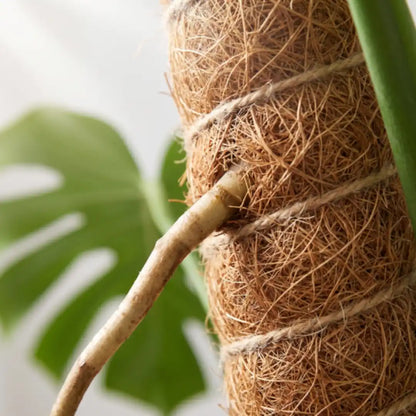 Monstera Luftwurzel wächst in die Kokosfaser des Moosstabs ein
