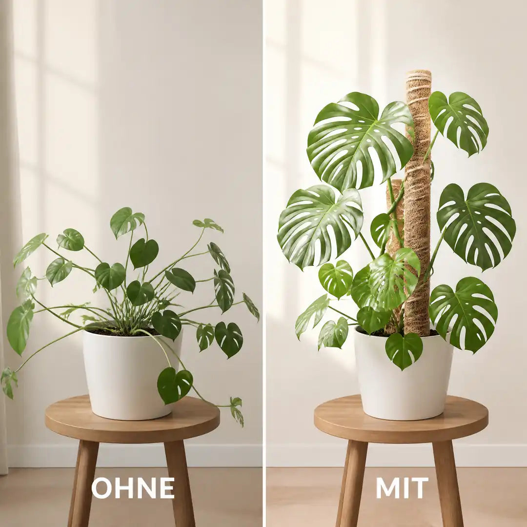 Monstera ohne und mit Kokosstab im Vergleich, aufrechter Wuchs und größere Blätter