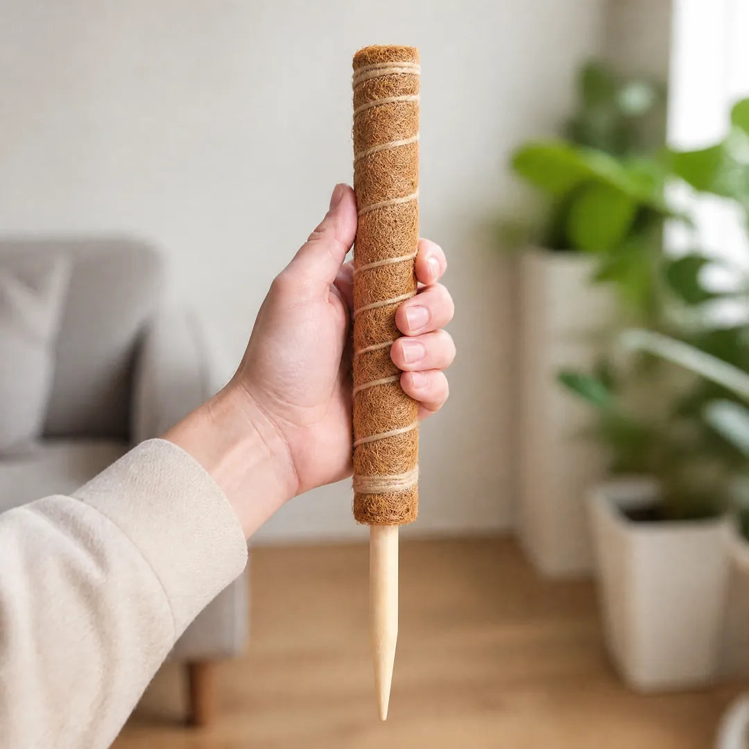Größenvergleich: Kokosstab 40 cm in einer Hand gehalten