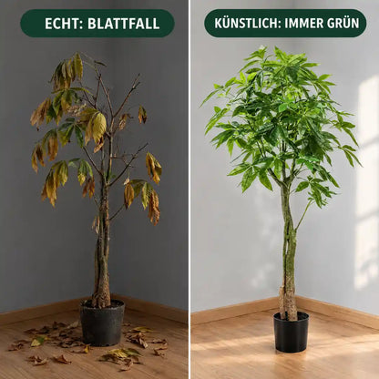 Vergleich: echte Pachira mit Blattfall und künstliche Glückskastanie immer grün