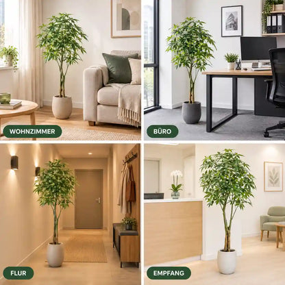 Künstliche Glückskastanie im Wohnzimmer, Büro, Flur und Empfang