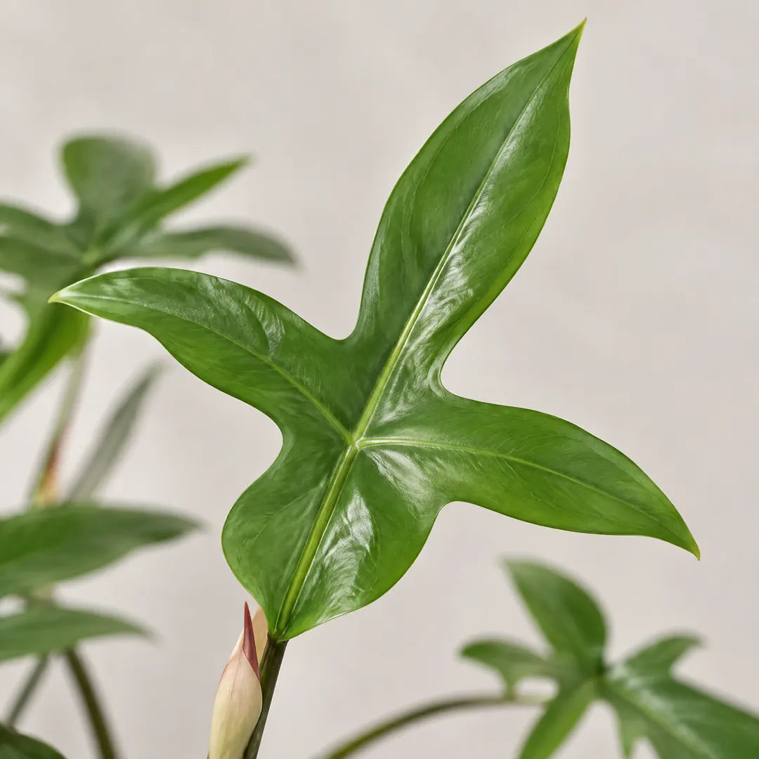 Nahaufnahme eines gelappten Blattes des künstlichen Philodendron Florida mit heller Blattscheide