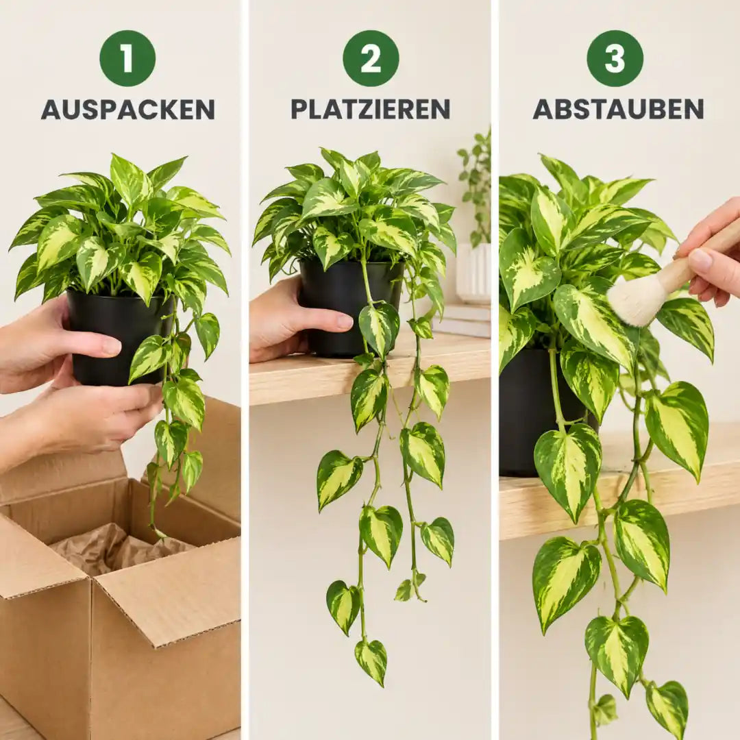 Anwendung in drei Schritten: Auspacken, Platzieren, Abstauben