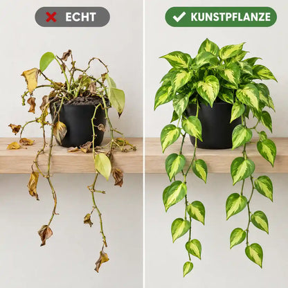 Vergleich: vertrocknete echte Efeutute neben der vollen künstlichen Efeutute