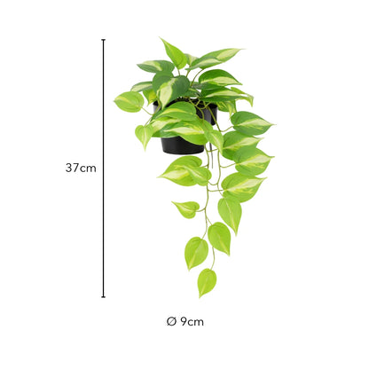 Größe künstliche Efeutute: 37 cm, Topf Ø 9 cm