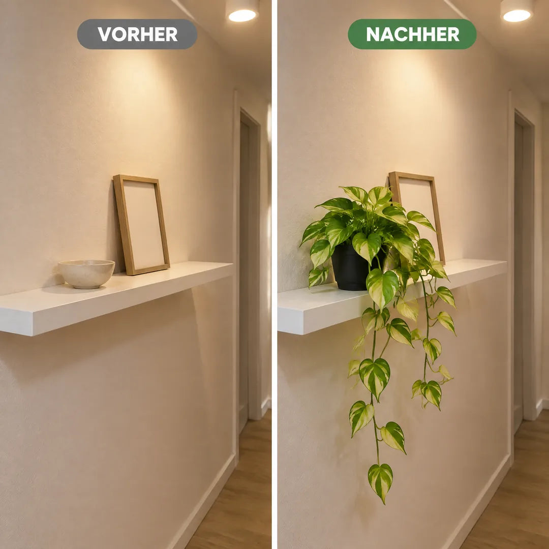 Wandregal im fensterlosen Flur vorher leer und nachher mit hängender Efeutute