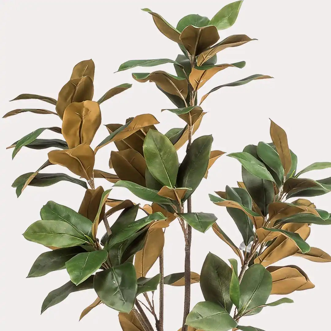 Nahaufnahme der Magnolienblätter, oben dunkelgrün, unten kupferbraun