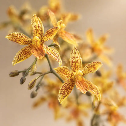 Nahaufnahme der gelb-orange gesprenkelten Blüten der künstlichen Orchidee