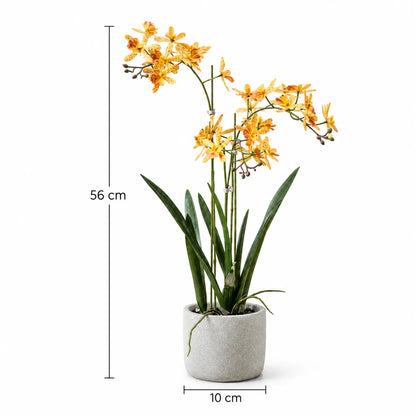 Größenangabe der künstlichen Orchidee: 56 cm Höhe, Topf 10 cm Durchmesser