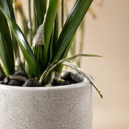 Detailaufnahme von Topf, Blattansatz und Luftwurzel der künstlichen Orchidee