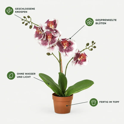 Merkmale der künstlichen Orchidee: geschlossene Knospen, gesprenkelte Blüten, ohne Wasser und Licht, fertig im Topf