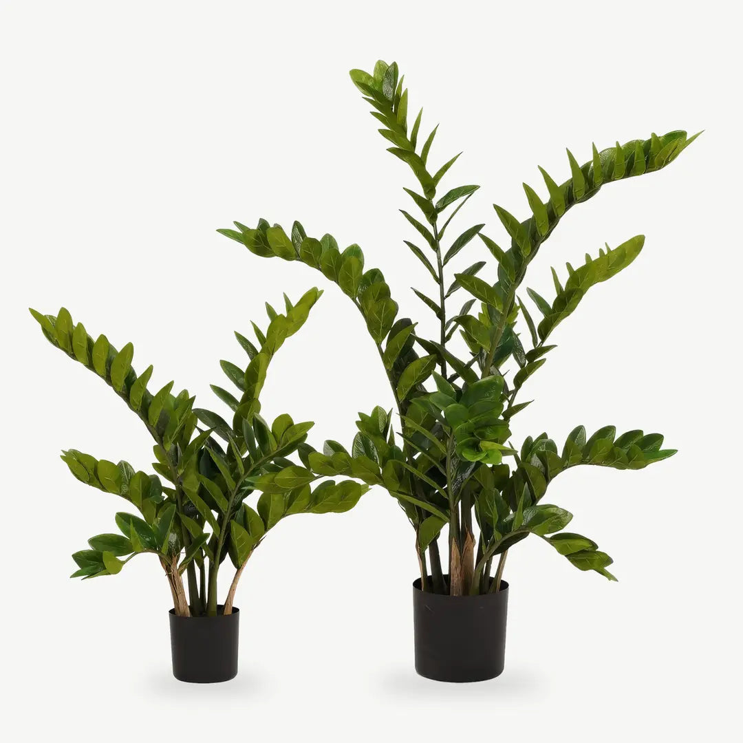 Künstliche Zamioculcas in 70 und 110 cm nebeneinander im schwarzen Topf