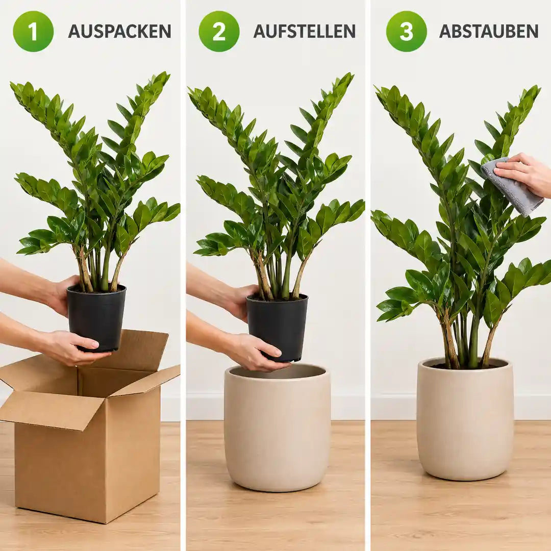 Künstliche Zamioculcas in 3 Schritten: auspacken, aufstellen, abstauben
