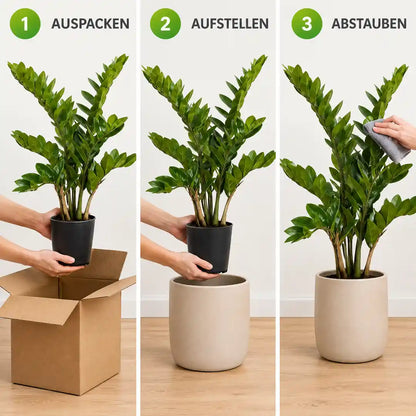 Künstliche Zamioculcas in 3 Schritten: auspacken, aufstellen, abstauben