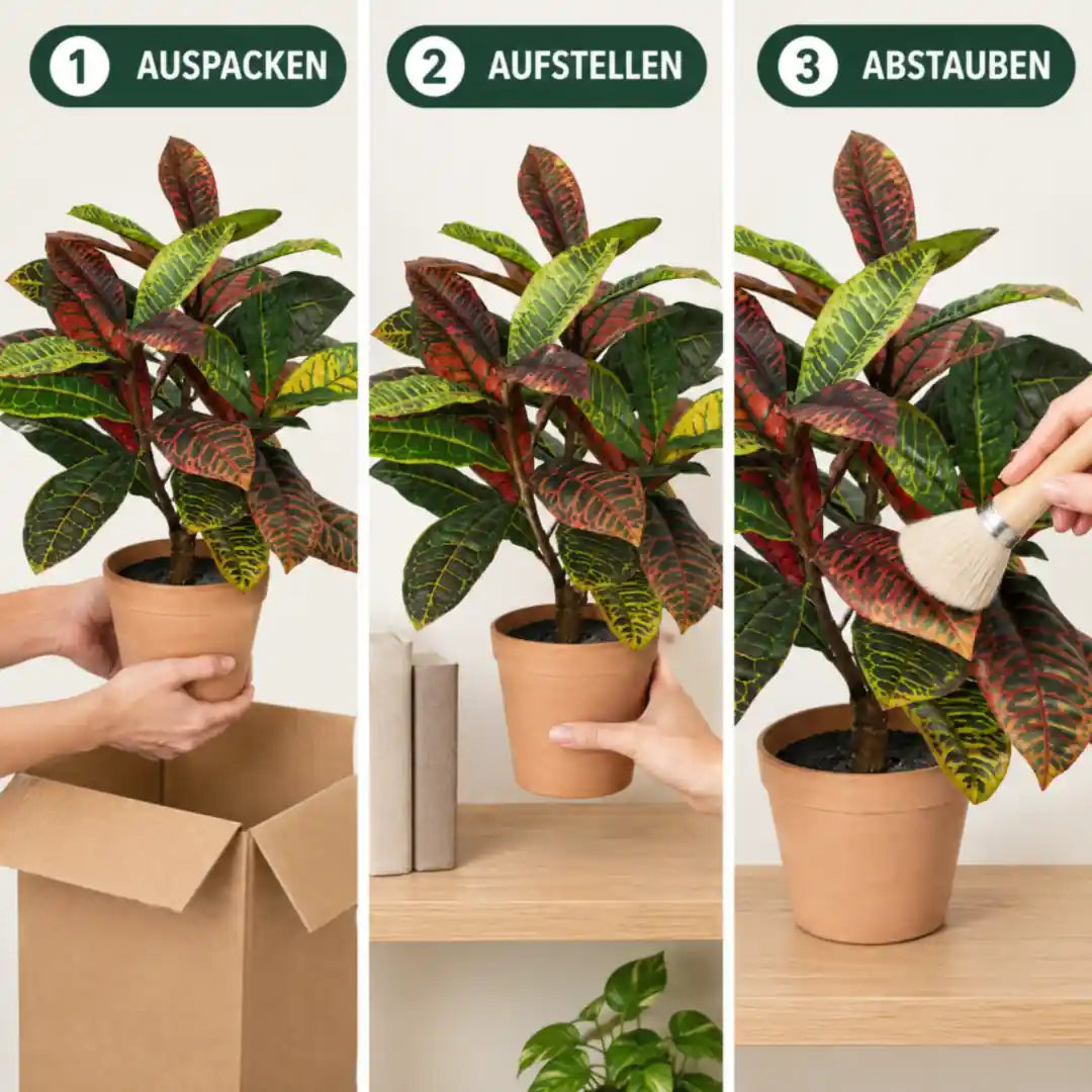 Künstlicher Kroton in drei Schritten: auspacken, aufstellen, abstauben