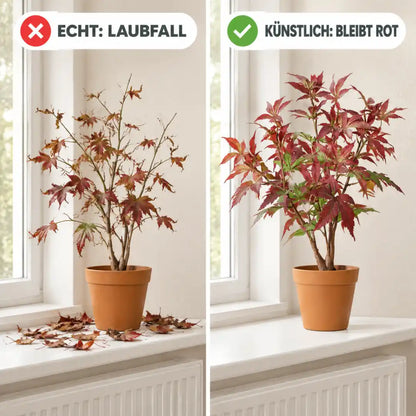 Vergleich: echter Ahorn verliert drinnen sein Laub, der künstliche bleibt rot