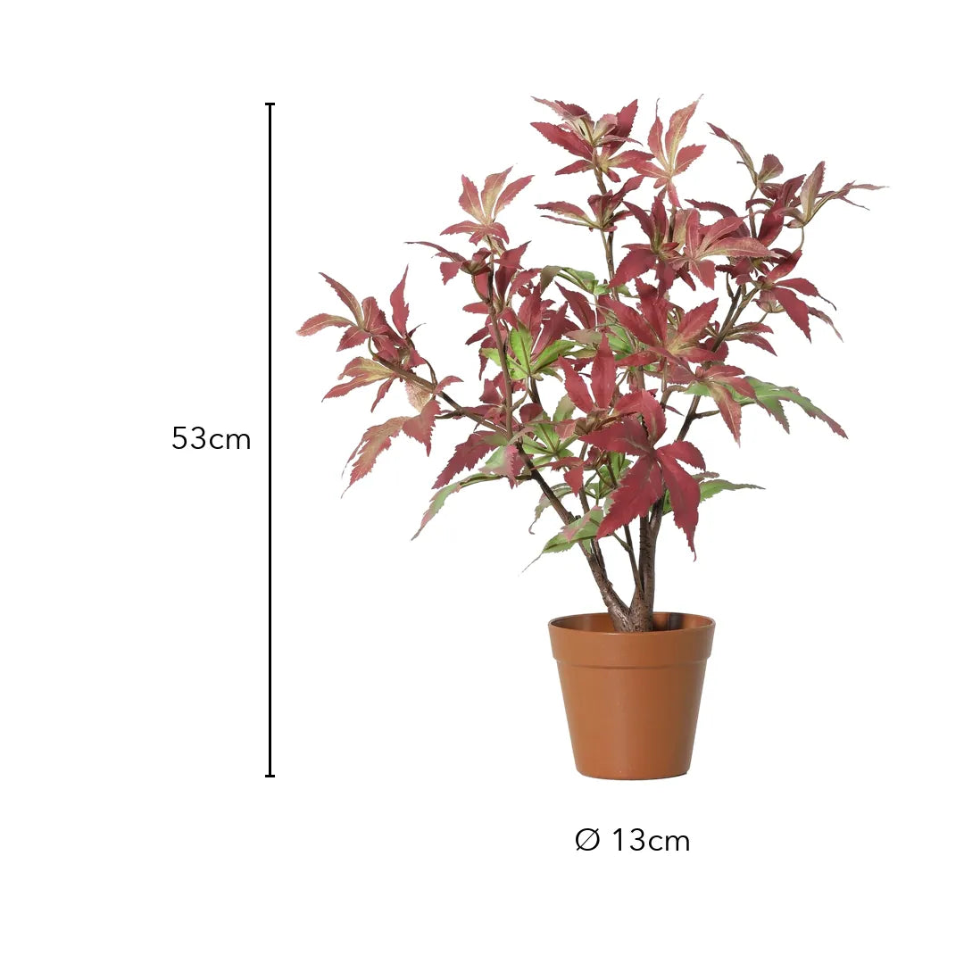 Größe Japanischer Ahorn: 53 cm, Topf Ø 13 cm