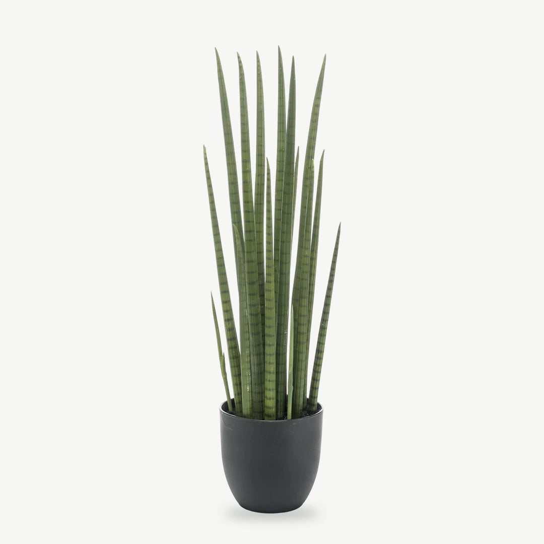 Künstliche Sansevieria cylindrica, 70 cm, runde stabförmige Blätter im anthrazitfarbenen Topf