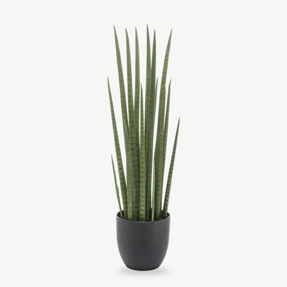 Künstliche Sansevieria cylindrica, 70 cm, runde stabförmige Blätter im anthrazitfarbenen Topf
