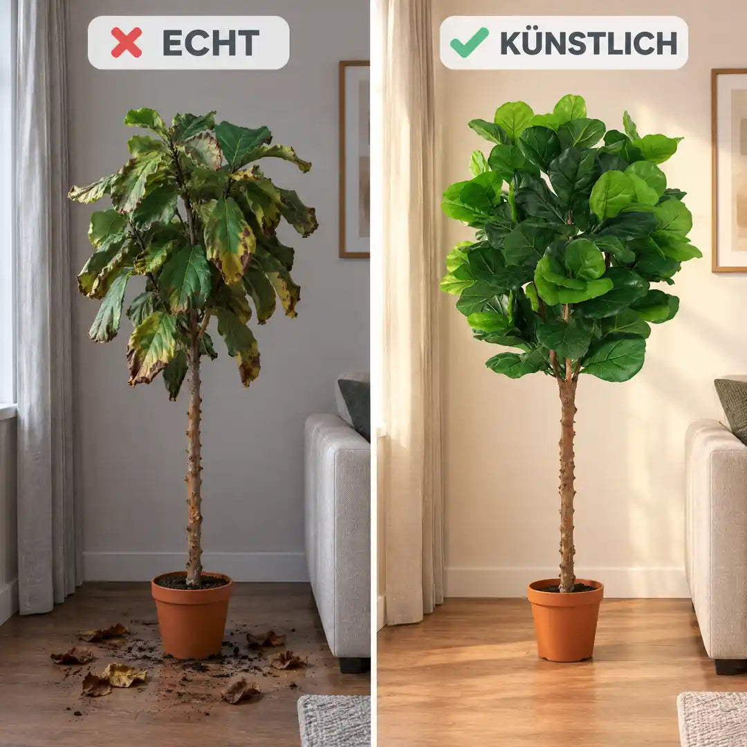 Vergleich: echte Geigenfeige mit braunen Blättern und künstliche Geigenfeige mit voller Krone